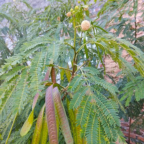 White leadtree: Tumbuhan tembara/lamtoro