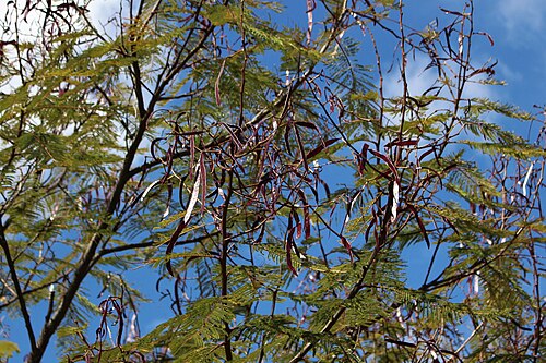 White leadtree: White leadtree or river tamarind (Leucaena leucocephala) at the Monte Albán, Oaxaca, Mexico.