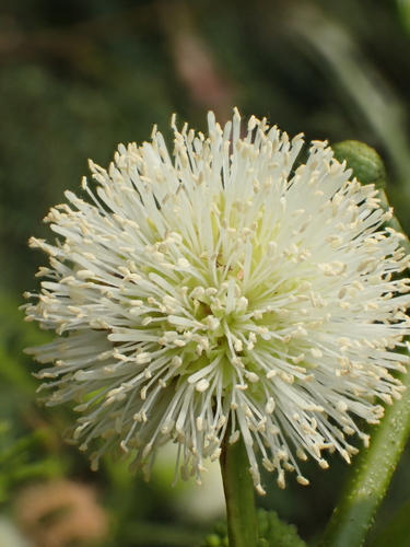 White leadtree
