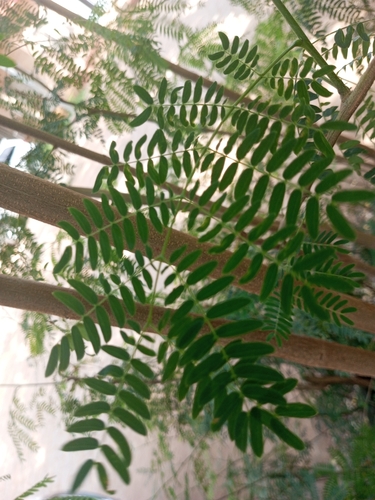 White leadtree (Leucaena leucocephala)