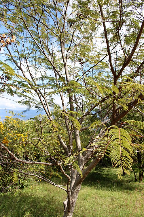 White leadtree: White leadtree or river tamarind (Leucaena leucocephala) at the Monte Albán, Oaxaca, Mexico.