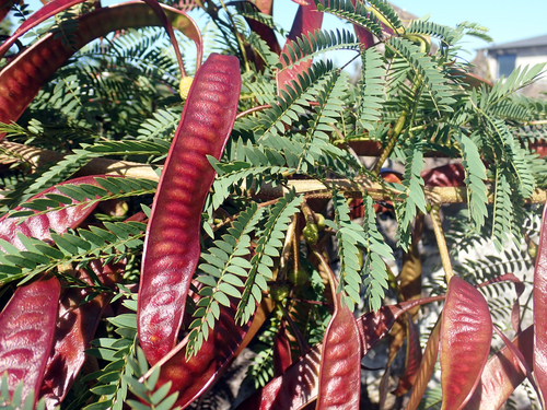 White leadtree (Leucaena leucocephala)