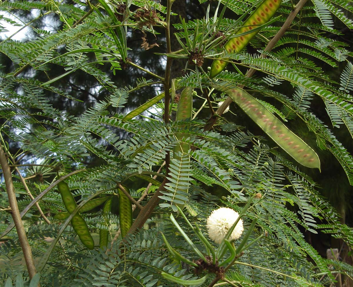 White leadtree: Leucaena glauca (siale mohemohe) on Tongatapu