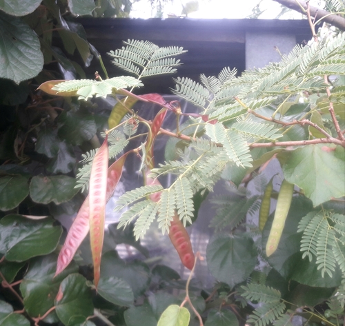 White leadtree (Leucaena leucocephala)