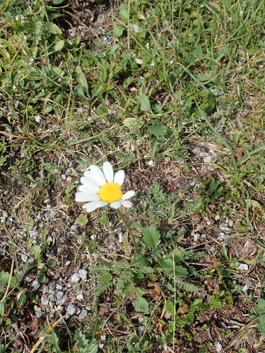 Leucanthemum adustum (Leucanthemum adustum)