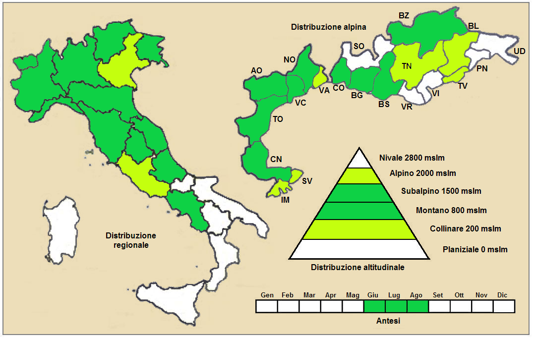 Leucanthemum adustum: Margherita westalpina (Leucanthemum adustum) - Distribuzione in Italia