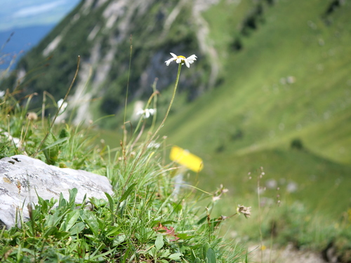 Leucanthemum adustum (Leucanthemum adustum)