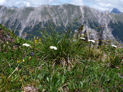 Leucanthemum adustum (Leucanthemum adustum)