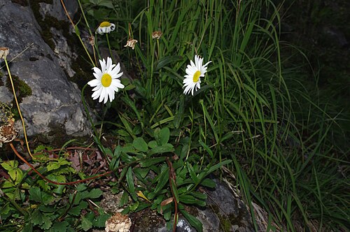 Leucanthemum adustum: Leucanthemum adustum , Pralognan-la-Vanoise