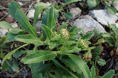 Leucanthemum adustum: Leucanthemum adustum in Jibou Botanical Garden