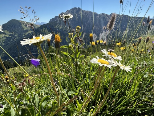 Leucanthemum adustum (Leucanthemum adustum)
