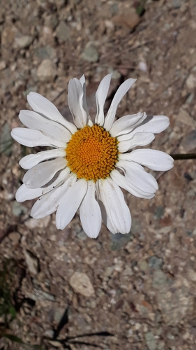 Leucanthemum adustum (Leucanthemum adustum)