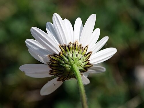 Leucanthemum adustum: Alpine oxeye daisy ( Leucanthemum adustum ) in Austria
