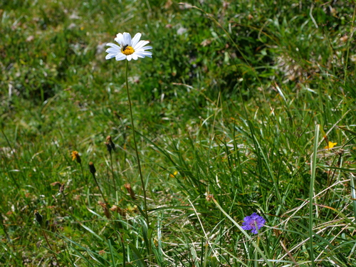 Leucanthemum adustum (Leucanthemum adustum)