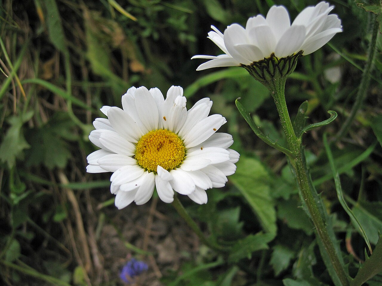 Leucanthemum atratum: Leucanthemum atratum , Wurzeralm, Upper Austria, Austria