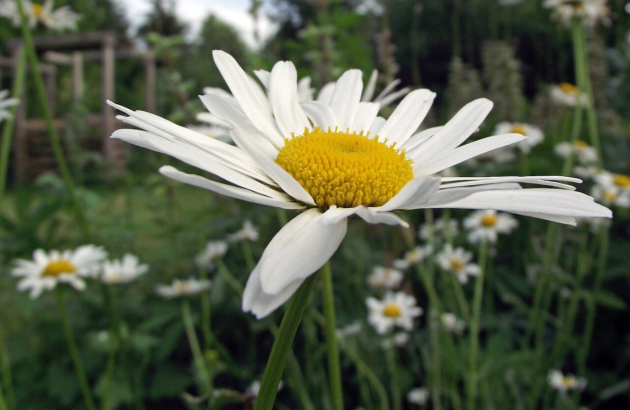 Leucanthemum atratum: de:Schwarzrandige Margerite - Korbblütler; Blütenstand