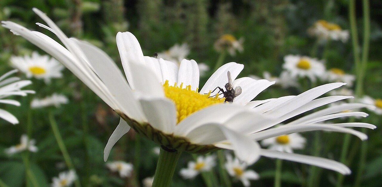 Leucanthemum atratum: de:Schwarzrandige Margerite - Korbblütler; Blütenstand mit unbekanntem Insekt