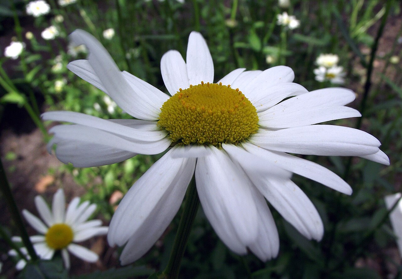 Leucanthemum atratum: Leucanthemum atratum