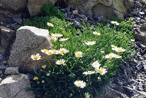 Leucanthemum atratum: Leucanthemum atratum