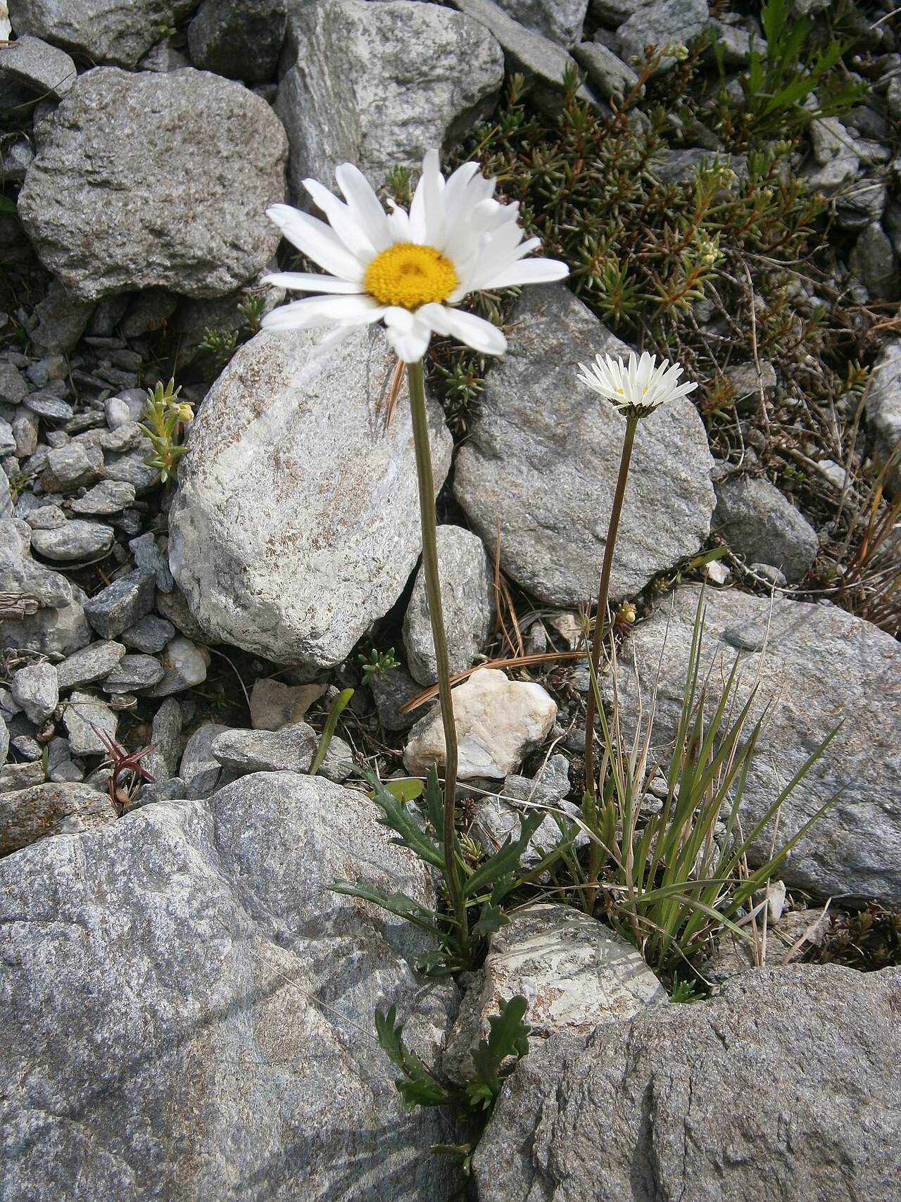 Leucanthemum atratum: Leucanthemum atratum