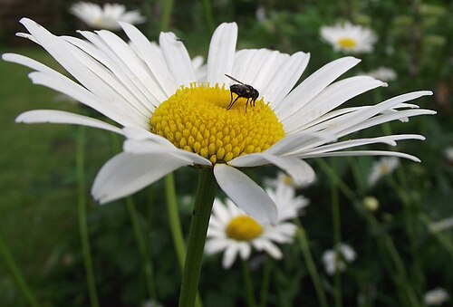 Leucanthemum atratum: de:Schwarzrandige Margerite - Korbblütler; Blütenstand mit unbekanntem Insekt
