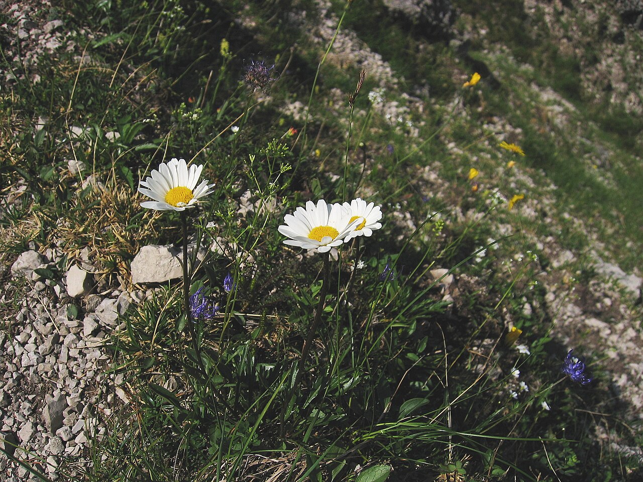 Leucanthemum atratum: Leucanthemum atratum , Hinterstoder, Upper Austria, Austria