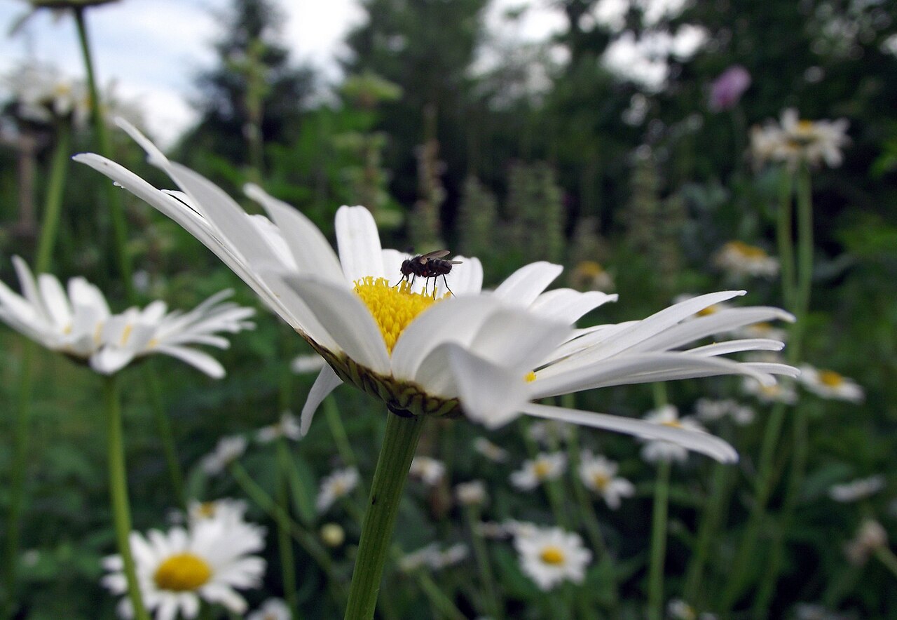 Leucanthemum atratum: de:Schwarzrandige Margerite - Korbblütler; Blütenstand mit unbekanntem Insekt