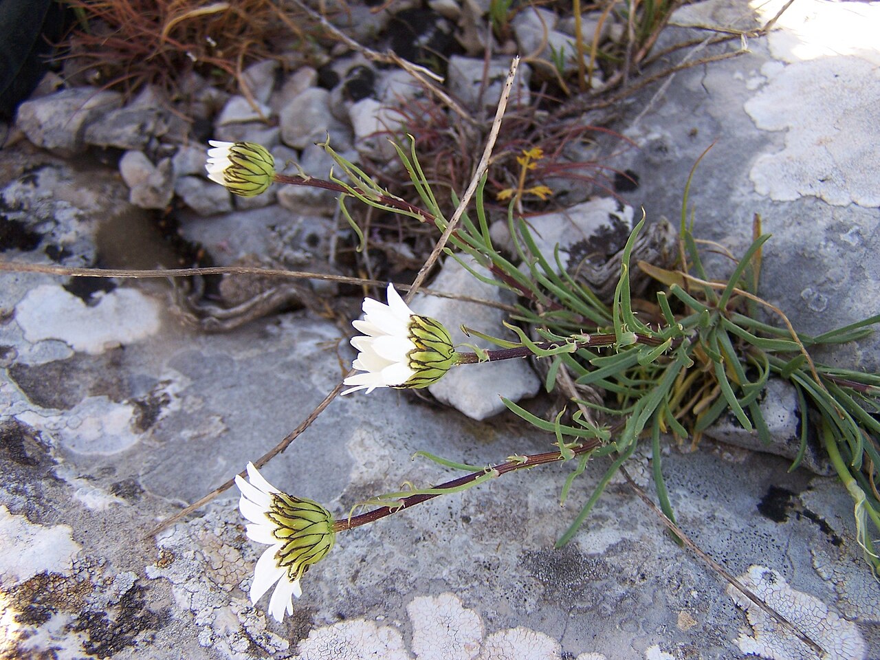 Leucanthemum burnatii: Leucanthemum burnatii Briq. & Cavill. - endemic to France