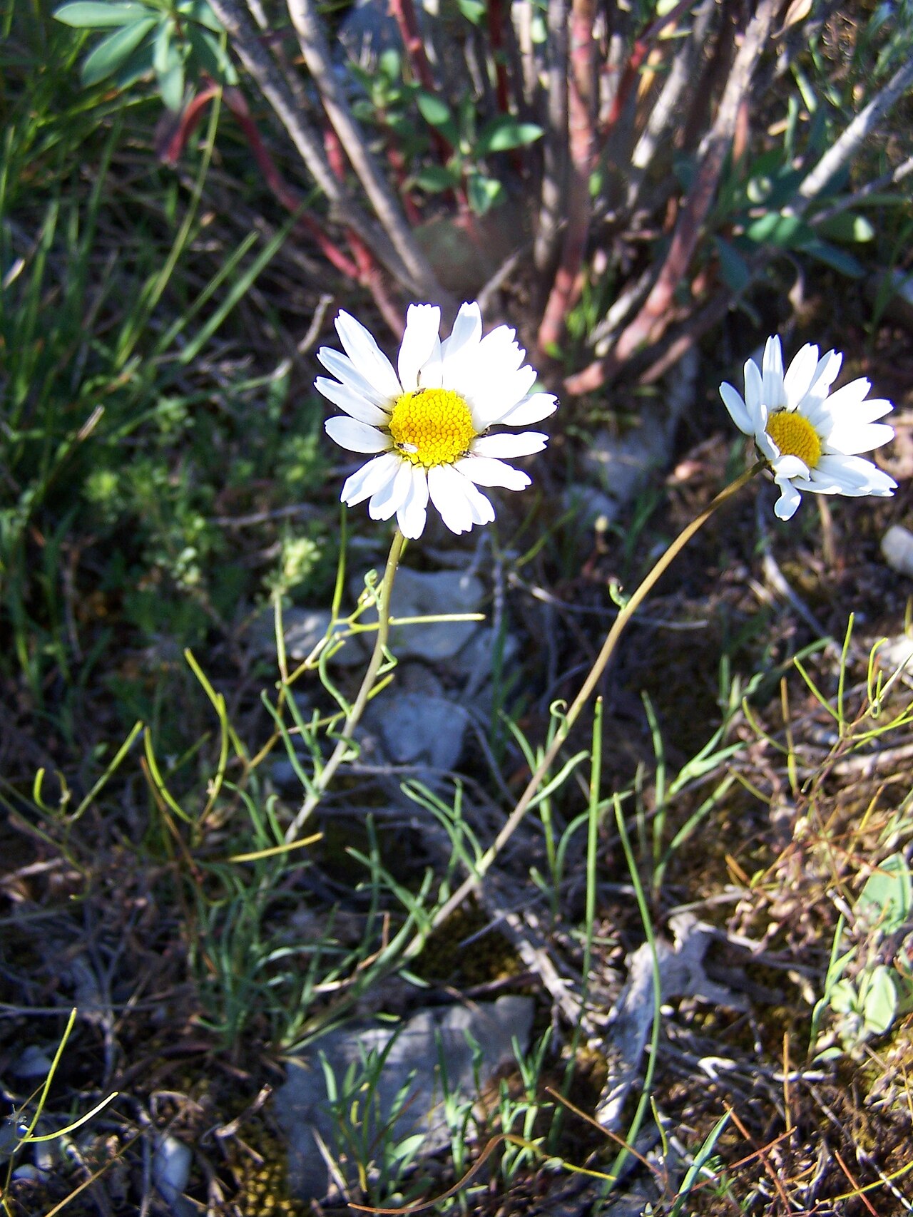 Leucanthemum burnatii: Leucanthemum burnatii
