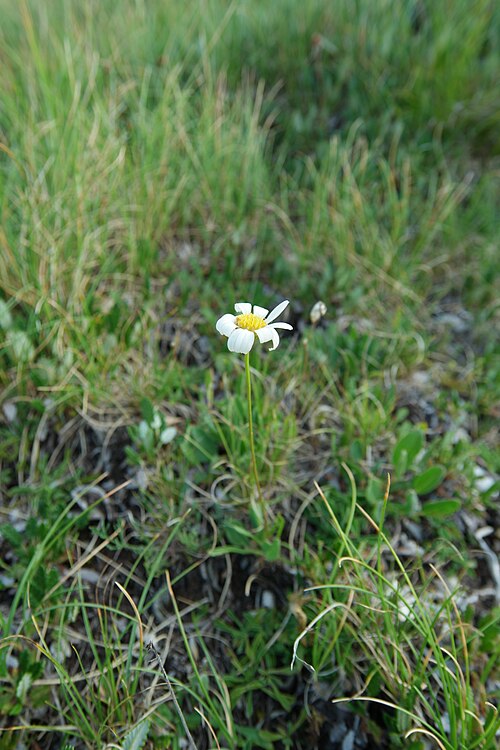 Leucanthemum chloroticum: Leucanthemum chloroticum, endemic in the SE-Dinaric Alps
