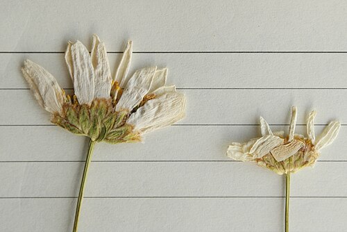 Leucanthemum chloroticum: Leucanthemum chloroticum herbarium P.Cikovac col. 08 02 2016 Bijela gora Opuvani do
