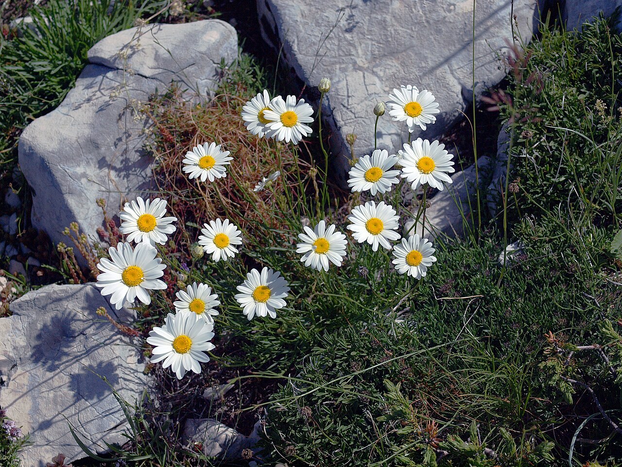 Leucanthemum chloroticum: Leucanthemum chloroticum Jastrebica ridge leg P. Cikovac