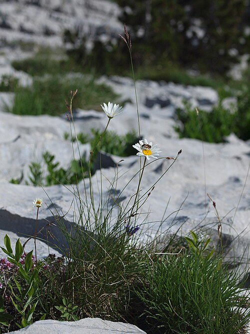 Leucanthemum chloroticum: Leucanthemum chloroticum Reovacka greda north slope Bijela gora leg P. Cikovac