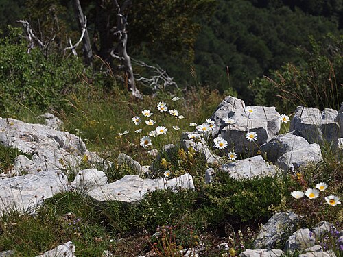 Leucanthemum chloroticum: Leucanthemum chloroticum Jastrebica ridge leg P. Cikovac