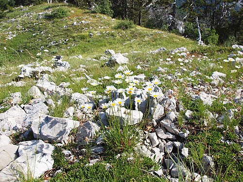 Leucanthemum chloroticum: Leucanthemum chloroticum col between Vucji zub and Jastrebica ridge leg P. Cikovac