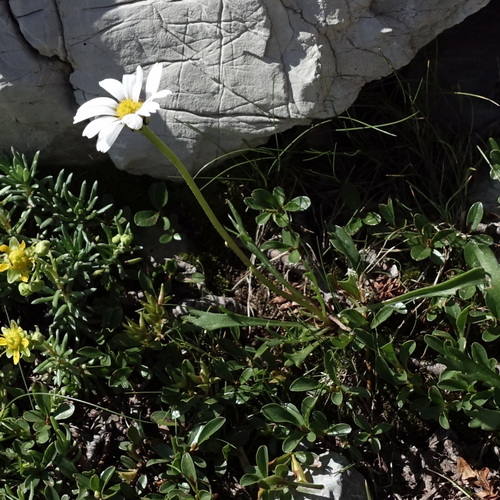 Leucanthemum coronopifolium (Leucanthemum coronopifolium)