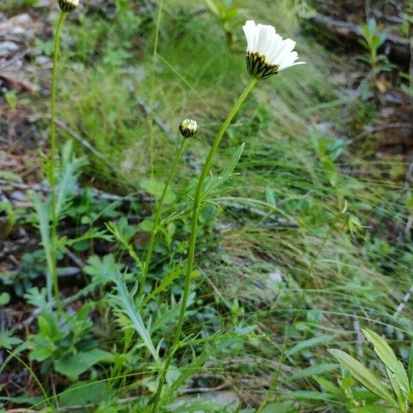 Leucanthemum coronopifolium (Leucanthemum coronopifolium)