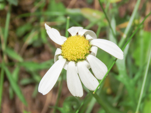 Leucanthemum coronopifolium (Leucanthemum coronopifolium)
