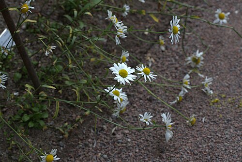 Leucanthemum gaudinii: Leucanthemum gaudinii in Gothenburg Botanical Garden 2015. Plant id: 1992-0812 s W.