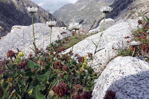 Leucanthemum gaudinii (Leucanthemum gaudinii)