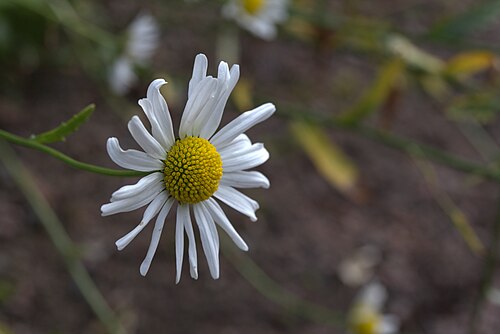 Leucanthemum gaudinii: Leucanthemum gaudinii in Gothenburg Botanical Garden 2015. Plant id: 1992-0812 s W.
