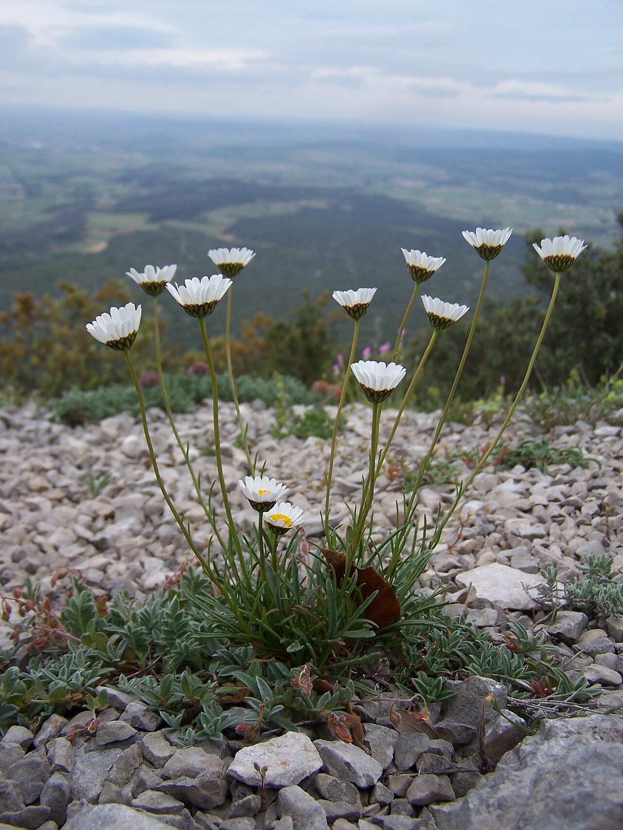 Leucanthemum graminifolium: Leucanthemum graminifolium (L.) Lam.