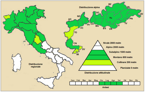 Leucanthemum heterophyllum: Margherita sudalpina (Leucanthemum heterophyllum) - Distribuzione in Italia