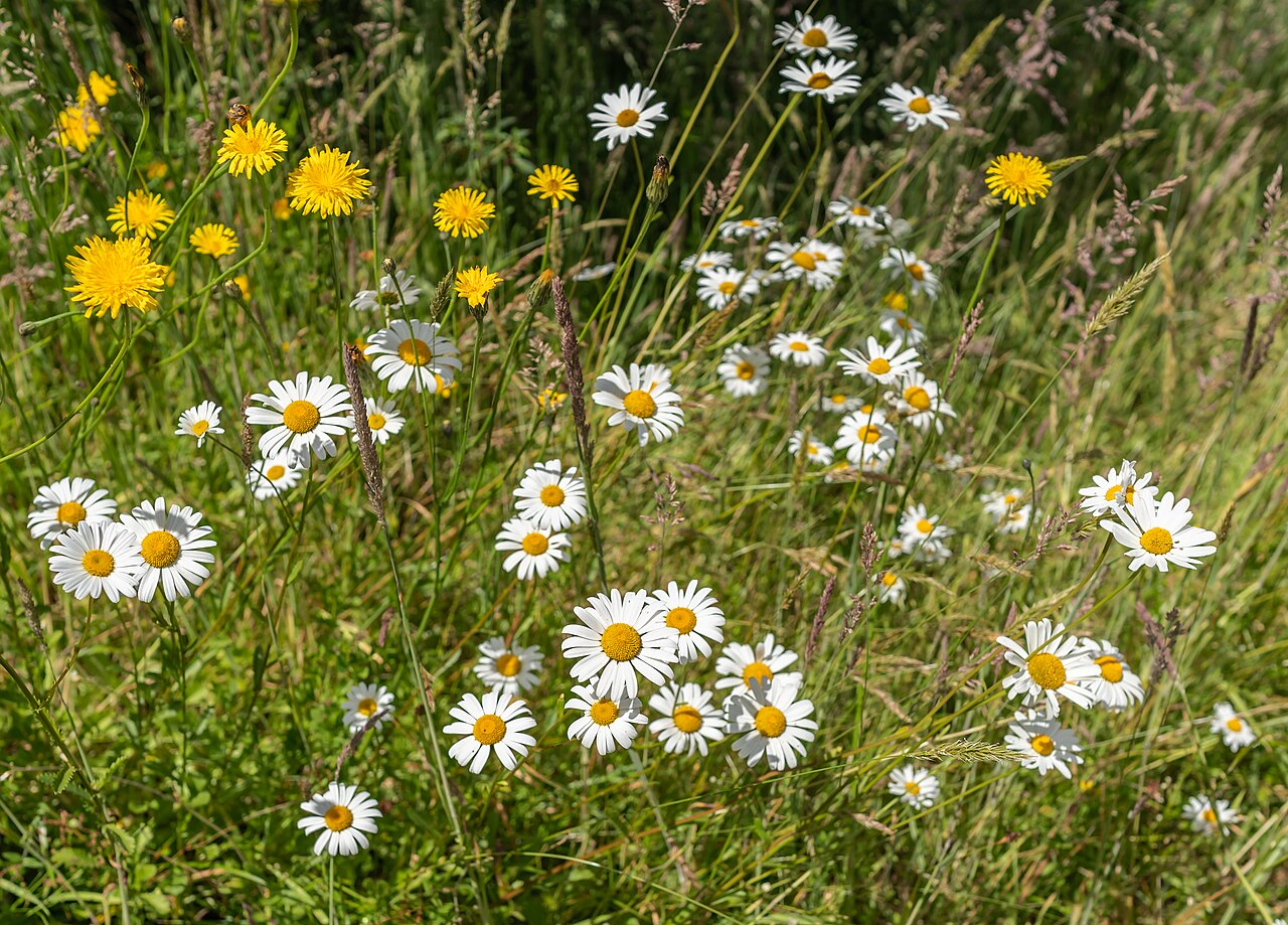 Leucanthemum heterophyllum: Leucanthemum heterophyllum.