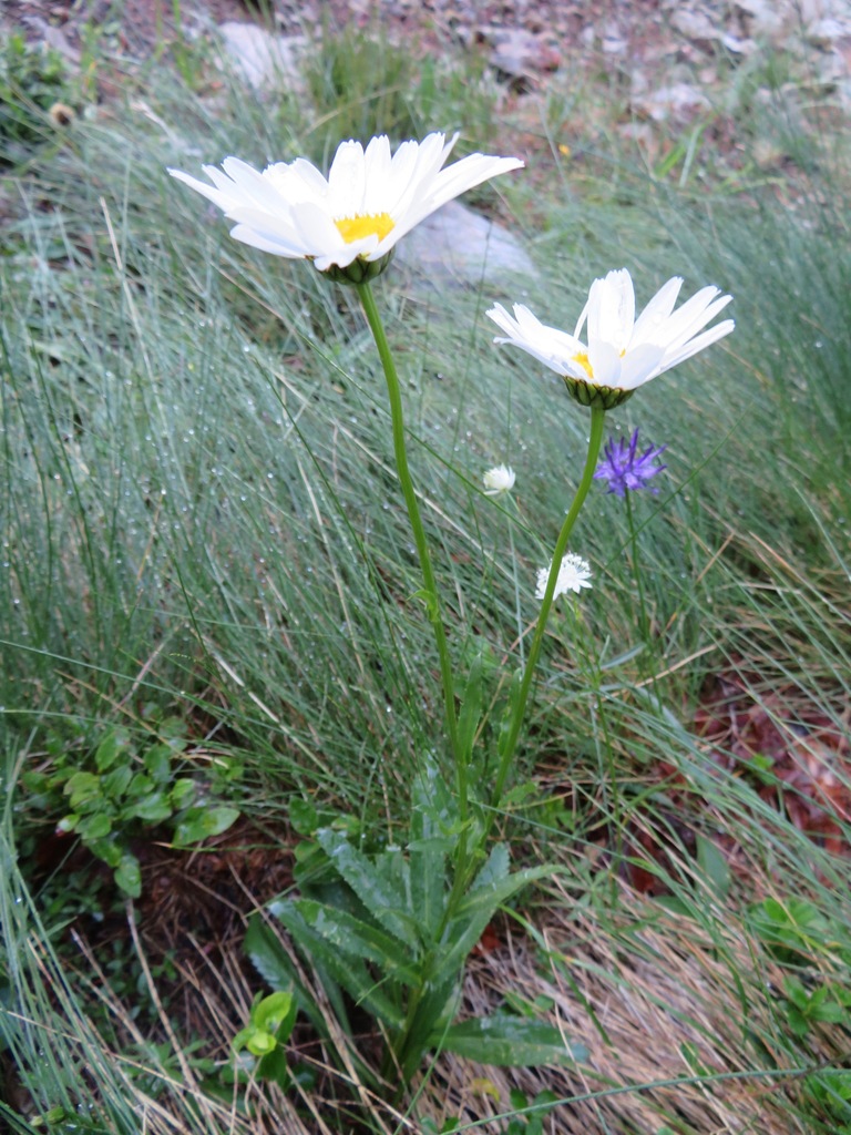 Leucanthemum heterophyllum (Leucanthemum heterophyllum)