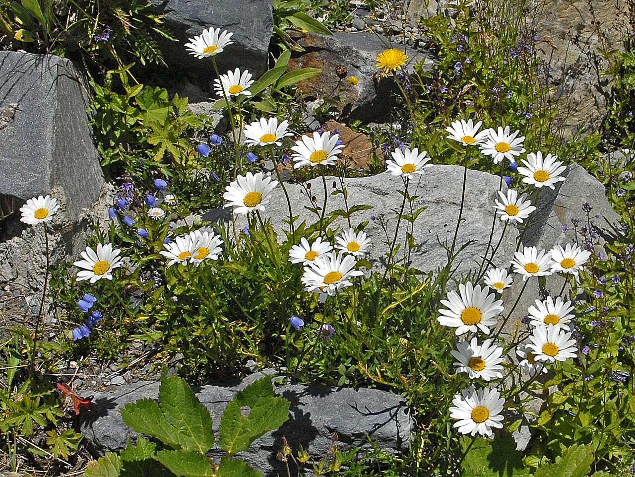 Leucanthemum heterophyllum: Leucanthemum heterophyllum at the Giardino Botanico Alpino Chanousia