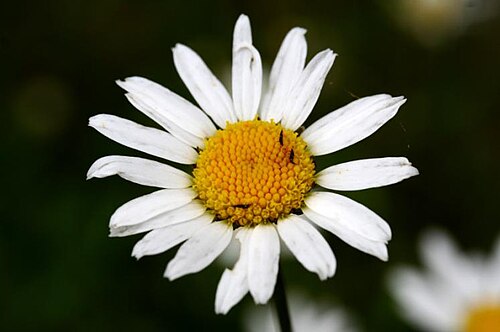 Oxeye daisy: Margherita tetraploide - Giardino Botanico Alpino "Giangio Lorenzoni", Pian Cansiglio, Tambre d'Alpago (BL), 1000 m s.l.m.