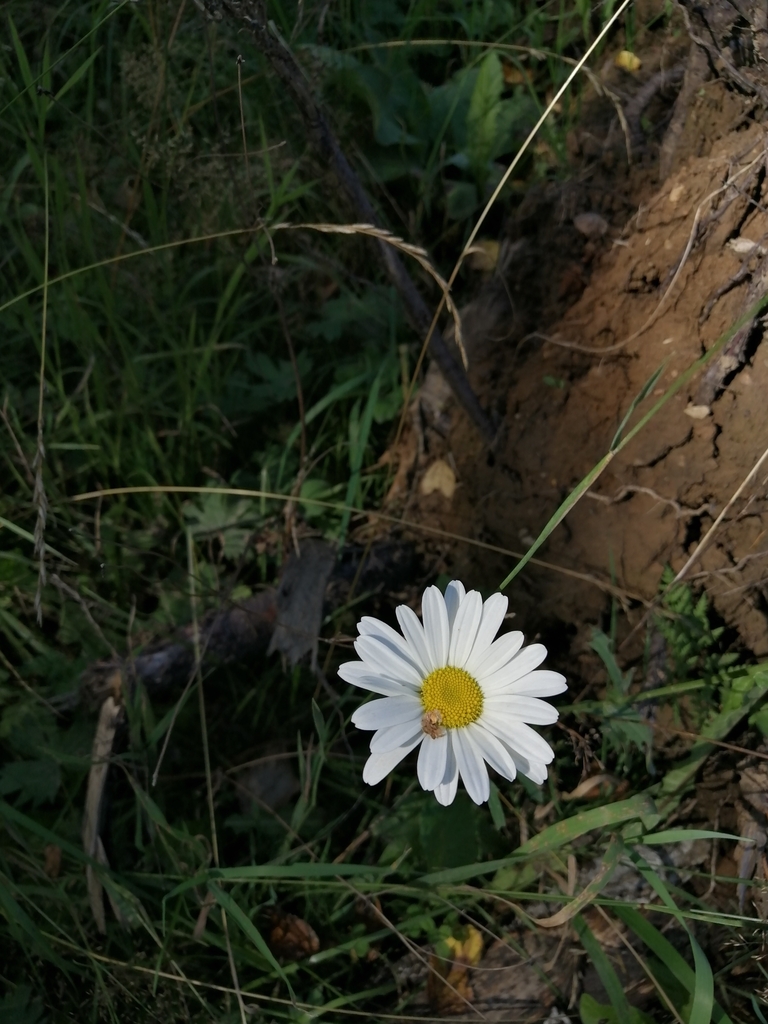 Oxeye daisy (Leucanthemum ircutianum)