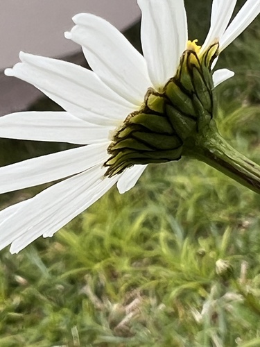 Oxeye daisy (Leucanthemum ircutianum)