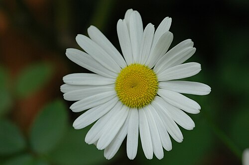 Oxeye daisy: Leucanthemum ircutianum